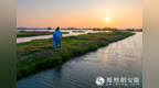 安徽颍上：小河湾湿地花开正浓 紫色花朵点缀淮河岸边