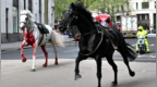 英国皇家骑兵队几匹马失控在伦敦市中心街头狂奔，有巴士玻璃被撞碎