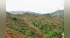 赣州经开区：种下油茶树 助推乡村振兴