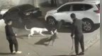 警方通报“3人驱使烈犬撕咬流浪猫致死”：行政处罚
