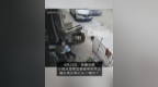 安徽合肥一7岁娃从宠物店将狗偷偷带出 从17楼残忍扔下