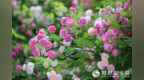 安徽合肥：蔷薇花开香满径