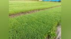 “栽出新一季的希望”——安徽多地探索水稻单产提升新事