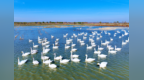 安徽巢湖湿地治理入选联合国生态系统恢复样本