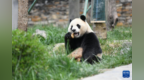 旅外大熊猫回家后的生活