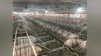 37个！江西省第三批国家级和省级生猪产能调控基地名单公布