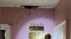 美国幼儿称卧室有怪物，结果墙体内发现5万只蜜蜂和一个上百磅重的蜂巢