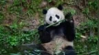 大熊猫“云川”、“鑫宝”将赴美圣迭戈动物园