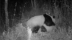红外相机拍摄到野生大熊猫交配画面