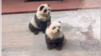动物园回应游客排队打卡“熊猫犬”：松狮犬染的，填补没有熊猫的空白