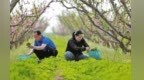 新农人夫妇 “沙窝窝”里建起生态家庭农场