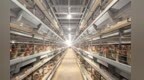 江西德安筑巢引凤来栖 助推蛋鸡产业提质升级
