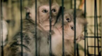 英国女子跨国虐猴将被判决，警方称“从未见过如此恶劣行径”
