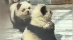 市监局回应动物园熊猫犬走红：标注了非熊猫，不涉及虚假宣传