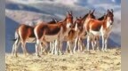 张掖肃南草原上的藏野驴　青藏高原上的“生态使者”