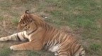 20只东北虎死亡，林业部门通报涉事动物园情况