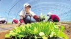 丰宁打造数字化无土栽培蔬菜种植模式，实现全年无间断生产