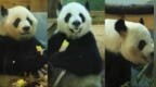 旅美大熊猫口吐白沫、晕倒、拉稀、吃不饱？官方回应