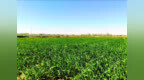 田间地头“丰”景正好　瓜州农户这样“麦”向致富路