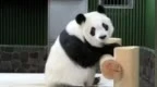 官方辟谣“日本虐待大熊猫‘爽爽’并对其进行生化实验”
