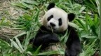 大熊猫国际合作是给外国人做黑实验？官方辟谣