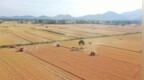 “河南小麦单产破2500公斤”为不实信息