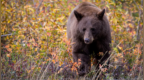 美国公布案例：猎杀野生黑熊烤着吃，一家6口患上罕见疾病