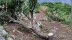 湖北襄阳60余年“网红树”被砍，当地政府：砍树人已找到，树木目前仍存活