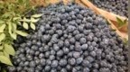 “水果皇后”蓝莓价格跳水背后：从每斤百元跌至10元 网红水果如何逃出“跌落宿命”？