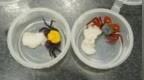 海关从一澳门女子行李中截获活体吸血鬼蟹90只，系外来物种