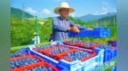 安徽安庆：千亩蓝莓喜采收