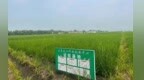填补国内寒地功能稻空白！低升糖水稻在哈尔滨新区育种