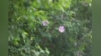 西安高新区木槿花开 “温柔一夏”