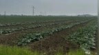 “小农户”融入“大产业”！牡丹江今年签订土地托管313万亩