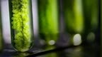 巨头掀起新的百亿争夺战，生物基成分成“新宠”？