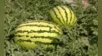 白银靖远拥有300余年西瓜种植历史　旱砂瓜品质卓越