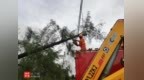 台风“派比安”致多处树木倒伏 万宁消防紧急处置