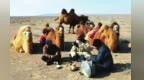 开办茶社生意遍布全国　民勤骆驼客曾被雍正封为官商