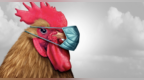 美国又发现3例人感染禽流感病例 CDC：普通公众感染风险很低