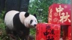 “蛋糕”映<em>月</em>“<em>月饼</em>”添欢 大熊猫集体生日迎中秋