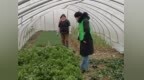 【特色农业保险 护航产业振兴】给蔬菜上保险 菜农种菜真“保险”
