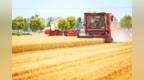 2024年河南粮食总产量超<em>1343</em>亿斤 夏粮单产实现恢复性增长