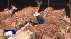 辽源市东丰县梅花鹿：从传统养殖到全产业链升级