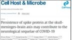 新冠病毒刺突蛋白在大脑中的长期潜伏！Cell Host Microbe揭示长新冠的神经症状之谜