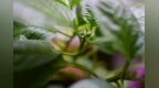 这些应季芽菜 错过了等一年
