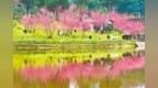 春来了 重庆168个公园455处赏花点等你去看“花花世界”