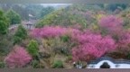 南昌湾里：恰逢春日盛（图）