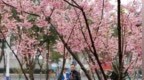 九江：花开琵琶亭 缤纷三月春（图）