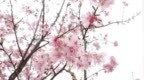彭泽樱花盛开迎客来 村民增收促振兴（图）