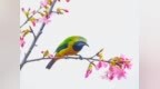 江西分宜： 春意融融 叶鹎闹枝头